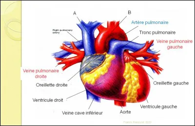 Faisons connaissance avec un peu d'anatomie. Quelles sont les structures A et B sur le schéma du cur ?