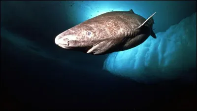 Quelle est cette espèce de requin ?