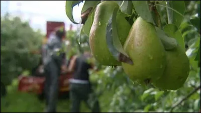 La poire est un des fruits les plus communs pour nous mais savez-vous qui est le premier producteur de poires ?