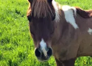 Quiz Le vrai ou faux des chevaux