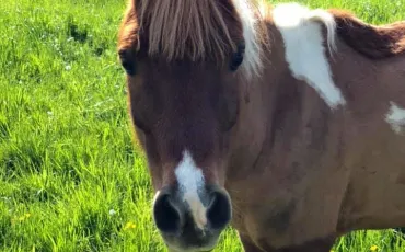 Quiz Chevaux