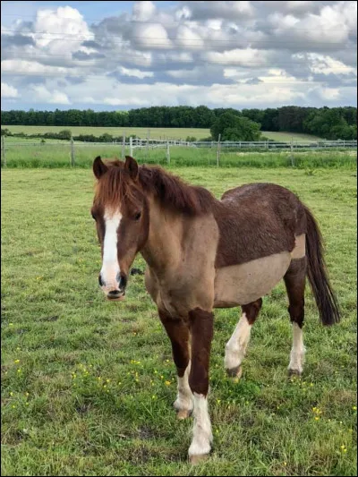 Il ne faut raser la robe du cheval qu'en été.