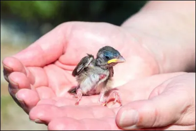 Dans quoi grandit l'oiseau ?