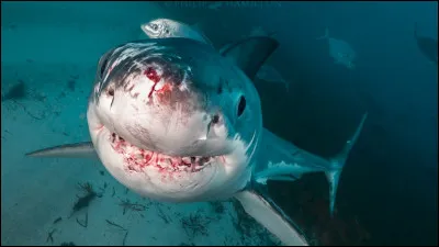 Tu te fais attaquer par un requin.