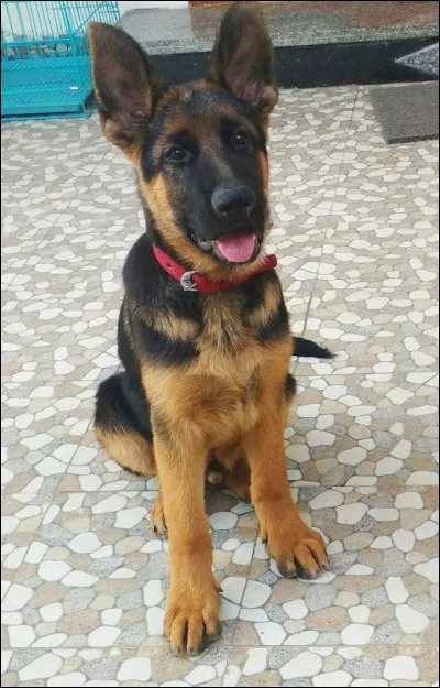 Le berger allemand est à la fois ______ et _______, grâce à sa taille souple !