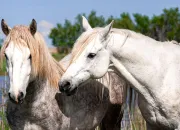 Quiz Les chevaux, pourquoi, pourquoi ?