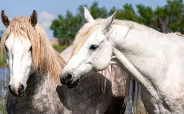 Quiz Chevaux