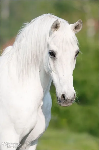 Pourquoi les chevaux ont-ils un long museau ?