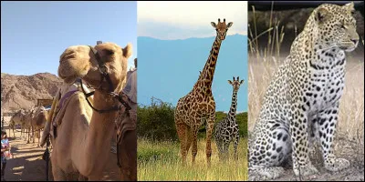 Animaux : 
On sait que la Grèce antique nous a donné de grands philosophes, scientifiques et autres grands hommes, mais là, on peut dire qu'ils n'ont pas eu le nez creux !
Pour eux, la girafe était l'union entre et comment appelaient-ils cet animal ?