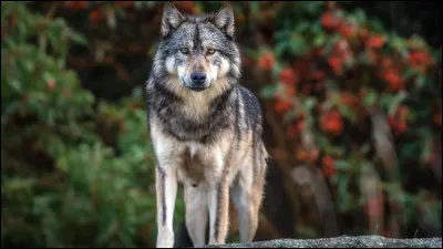 Quel est le nom latin du loup ?