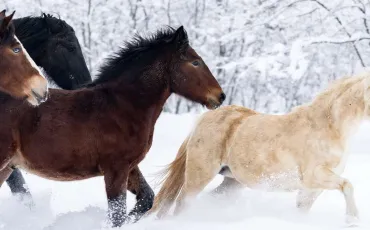 Quiz Chevaux