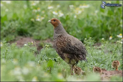 Lequel de ces animaux est synonyme de fertilité et de croissance ?