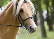 Quiz Quiz thorie galop 1 et 2