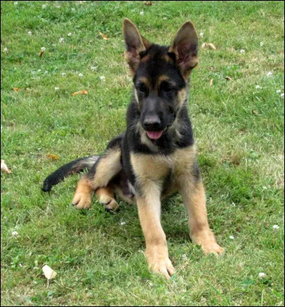 Le berger allemand est un chien à la fois très ... et ... , grâce à sa taille souple.