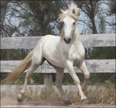 De quelle race est ce cheval ?