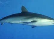 Quiz Connais-tu bien Zig et Sharko ?