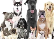 Quiz Les races de chiens