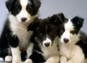 Quiz Border collie