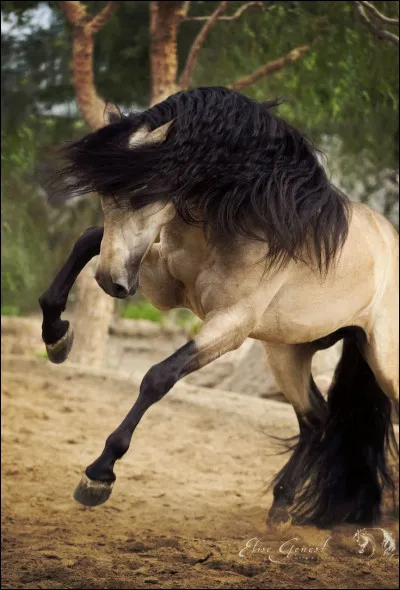 Quels sont les cousins du cheval ?