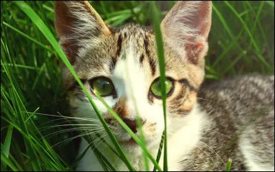 Vous rentrez au logis. Vous allez vous installer sur votre canapé. Votre chat bondit à vos côtés et vous regarde, une vraie ... .