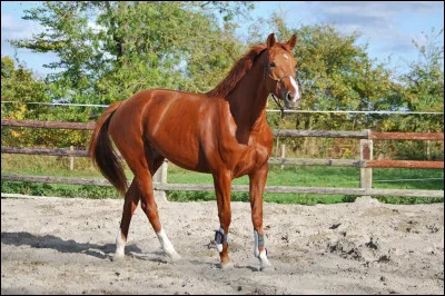 Quel est le plus grand cheval entre ces trois là ?