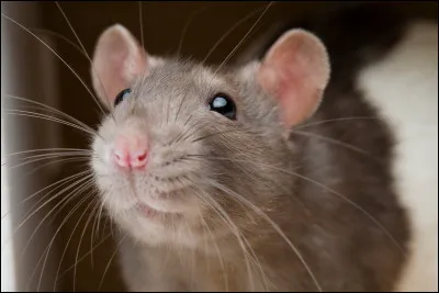 Tu te balades dans un parc. Soudain, tu vois une fille qui pleure : son rat est mort (R.I.P. Ratatouille) ! Que fais-tu ?