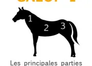 Quiz Les parties de la tte du cheval