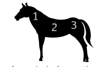 Quiz Chevaux