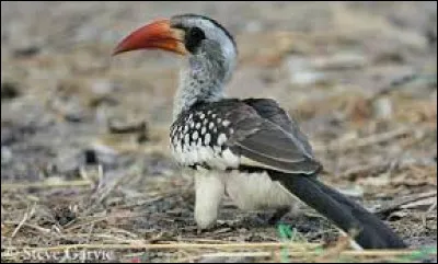 Vous avez vu cet oiseau dans "Le Roi Lion" !