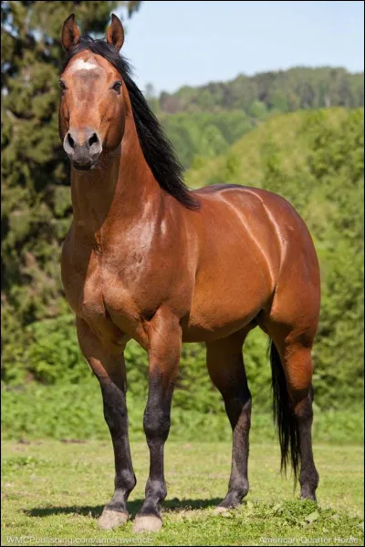 Attention : le cheval sur l'image n'aura pas forcément la robe la plus utilisée de sa race !
Quelle est la robe que le Quarter Horse a prioritairement ?