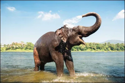 Pour ta rentrée à Poudlard, quel animal achètes-tu ?