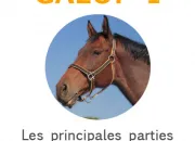 Quiz Les parties du licol