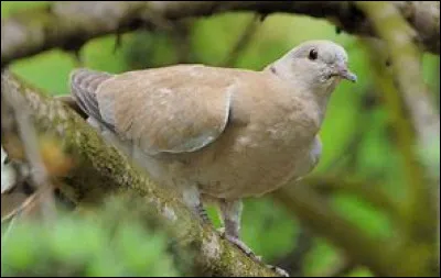 Quel est cet oiseau de la famille des Colombidés ?