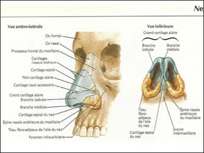 Le nez, comme l'oreille, n'est pas fait d'os uniquement. En effet, à la partie supérieure du nez, dure et osseuse, viennent s'ajouter plusieurs cartilages qui vont s'articuler pour former les narines notamment. Saurez-vous retrouver le nom du cartilage qui forme les ailes du nez ?