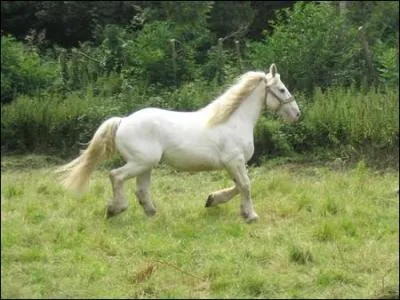 De quelle couleur est la robe de ce cheval ?