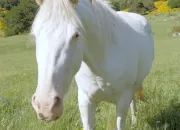 Quiz Connais-tu bien les chevaux ?