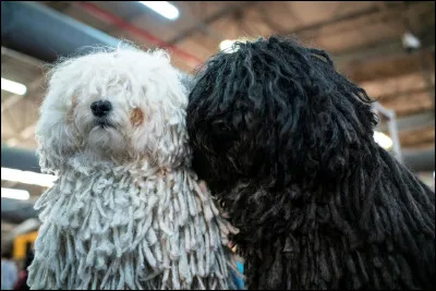 Tu préfères les chiens aux poils :