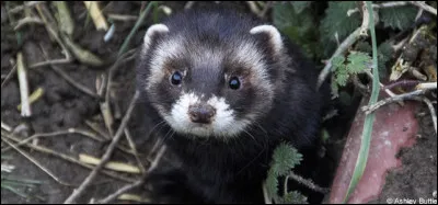 Quel est ce petit animal qui, quand il se sent menacé, sécrète, par ses glandes anales, une substance qui sent très mauvais ?