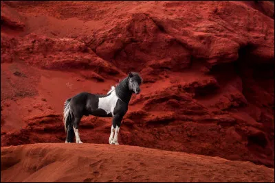 En termes de caractère, tu serais plutôt...