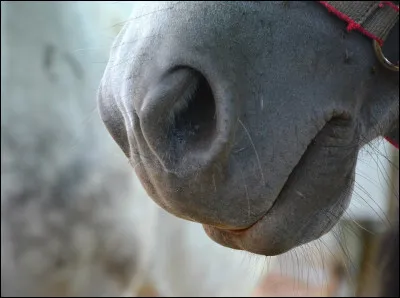 D'abord, dit-on véritablement "nez" quand on parle de cette partie du coprs du cheval ?