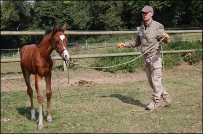 Je choisis un étalon pour ma jument dans le but de provoquer la reproduction, puis je surveille la gestation ainsi que la croissance du poulain. Je dois être disponible en tout temps pour pouvoir répondre aux besoins de chaque cheval que je dresse. Je dois être en bonne forme, autant physique que mentale. Je peux travailler dans ma propre entreprise ou bien dans un haras. Qui suis-je ?