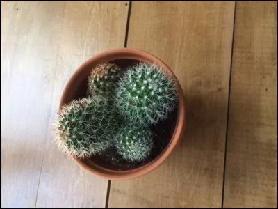 Quel est le nom scientifique du cactus ?