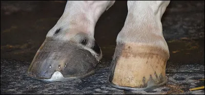 Quelle est cette partie du corps ?