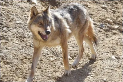 De quelle grande famille le loup fait-il partie ?