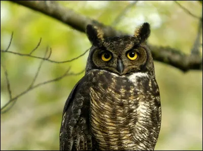 Tu étais dans ta chambre en train de faire tes devoirs, quand un hibou se pose à ta fenêtre qui était ouverte. Il tenait une lettre où tu vois écrit ton prénom.
Quelle est ta réaction ?