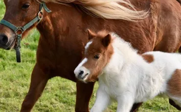 Quiz Animaux