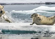 Quiz L'odorat chez les animaux