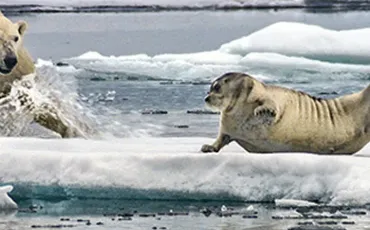 Quiz Animaux