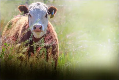 Quel animal aimerais-tu avoir ?