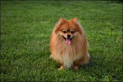 Quelle est cette race de chien ?